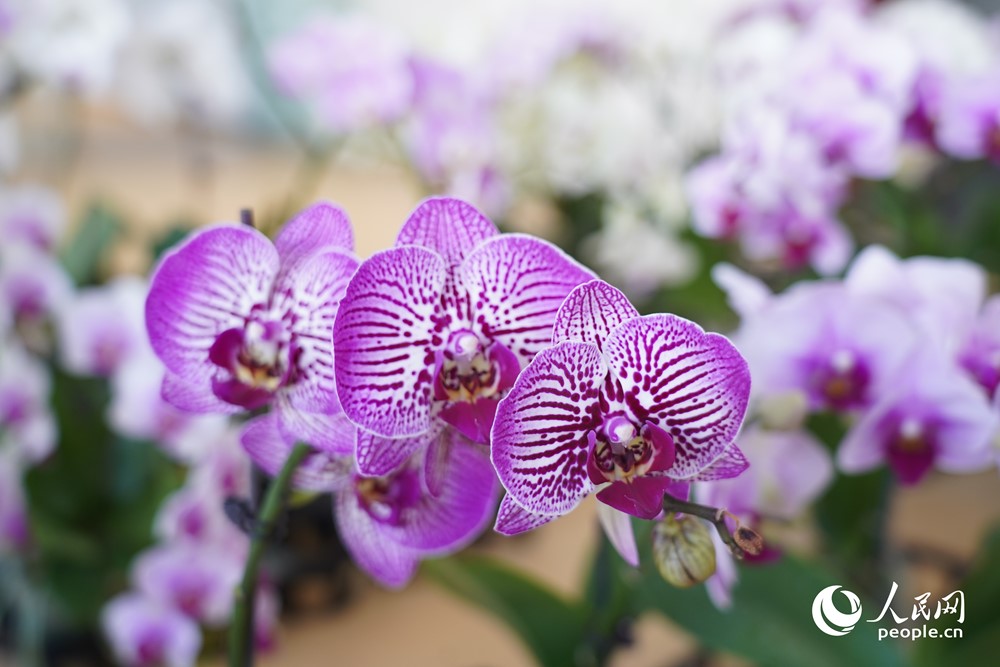 種植蝴蝶蘭助推庭院經濟發展。人民網記者 蘭志飛攝